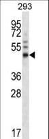 FOXA1 Antibody (aa270-298)