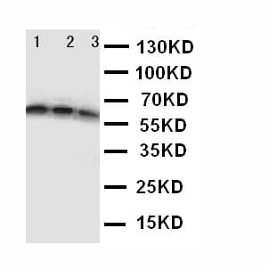 CD40 Antibody (aa20-37)