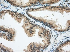 Basigin / Emmprin / CD147 Antibody (clone OTI4E4)