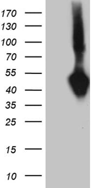 SUMF1 Antibody (clone OTI1B10)