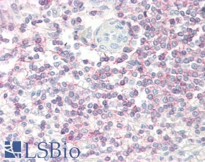 SELL / L-Selectin / CD62L Antibody (clone FMC46)