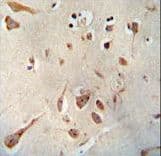 Neuroserpin Antibody (aa19-45)