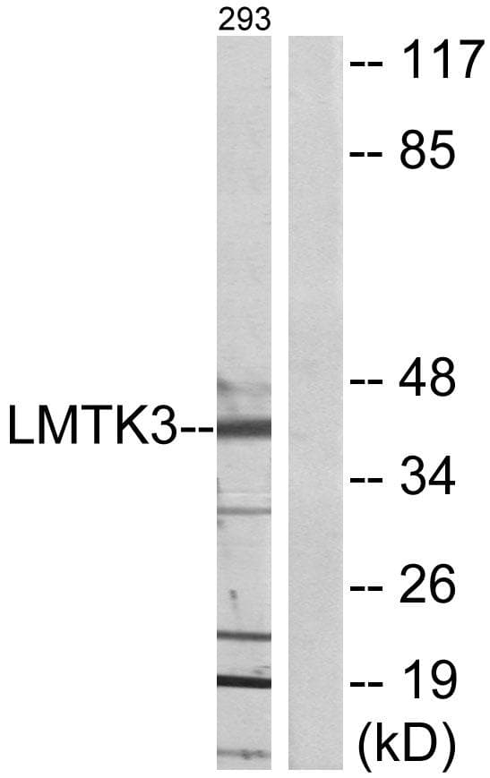 LMTK3 Antibody