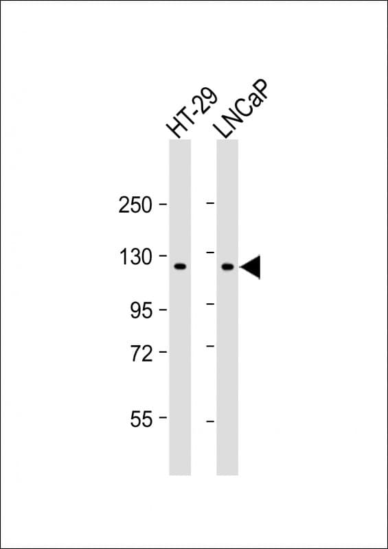 Monoclonal Mouse anti-Human SCAP Antibody (clone 1992C245.37.16, N-Terminus, WB)