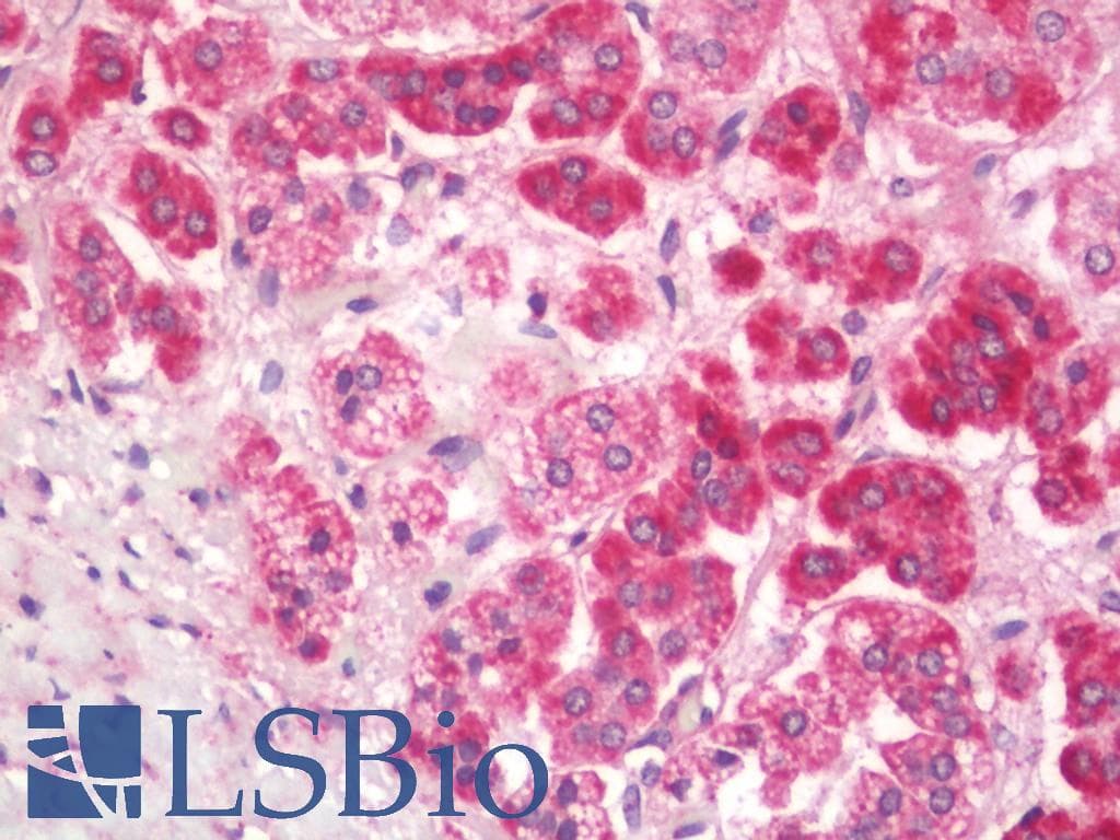 IHC-plus™ HLA-DQA1 Antibody