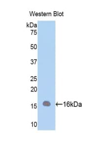 Polyclonal Rabbit anti-Human FABP7 / BLBP / MRG Antibody (aa1-132, WB)