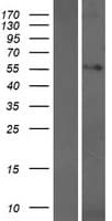 WDR25 Protein (Over-Expression Lysate Myc-DDK (Flag))