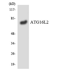 ATG16L2 Antibody (aa226-275)