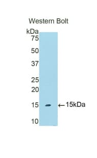 PIGR Antibody (aa462-561, APC)