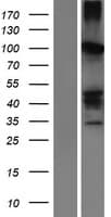 SERPINB11 / EPIPIN Protein (Over-Expression Lysate Myc-DDK (Flag))