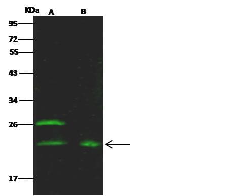 Polyclonal Rabbit anti-Mouse EPO / Erythropoietin Antibody (Preservative Free, IHC, IF, WB)
