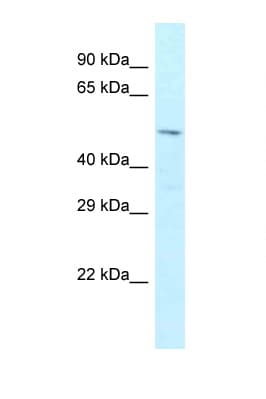 Zfp872 Antibody (aa121-170)