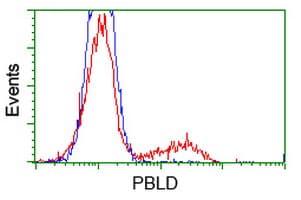 MAWDBP / PBLD Antibody (clone OTI2B5, Carrier-free)