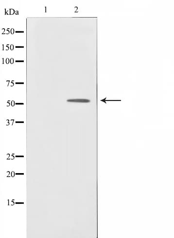 BMP3 Antibody