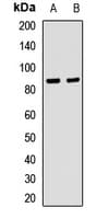 IHC-plus™ ITGB7 / Integrin Beta 7 Antibody