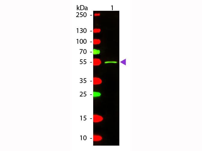 Rabbit Anti-Mouse IgG2a Secondary Antibody (TR)