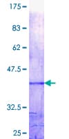 Human MXD1 / MAD1 Protein (Recombinant GST, N-terminus)