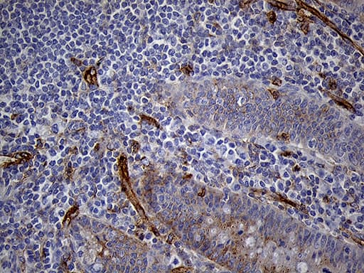 IFITM2 Antibody (clone OTI6D11)
