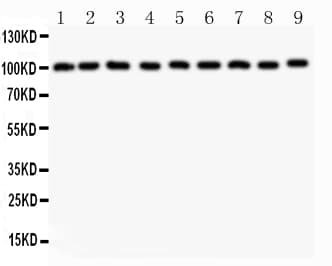 c-CBL Antibody (aa556-906)