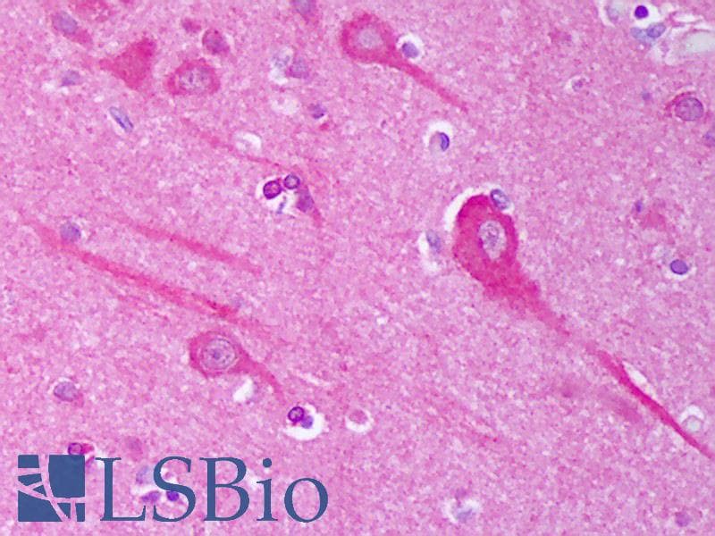 AHSA1 / AHA1 Antibody (clone 25F2.D10, Biotin)