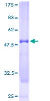 Human NUDT21 Protein (Recombinant GST)