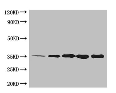 His Tag Antibody (clone 3G5H8)