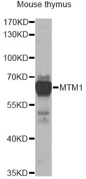 MTM1 / Myotubularin Antibody