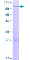 Human SYTL3 Protein (Recombinant GST)