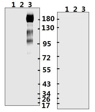 Polyclonal Rabbit anti-Coronavirus SARS-CoV-2 Spike Glycoprotein Antibody (aa 20-35, WB)