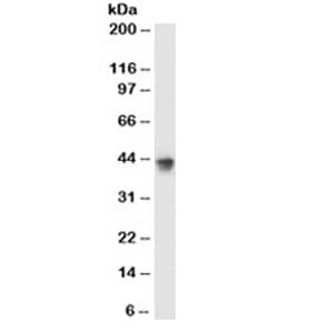 MFGE8 /Lactadherin Antibody (clone EDM45)