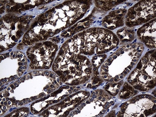 KIAA1970 / EARS2 Antibody (clone OTI2C1)