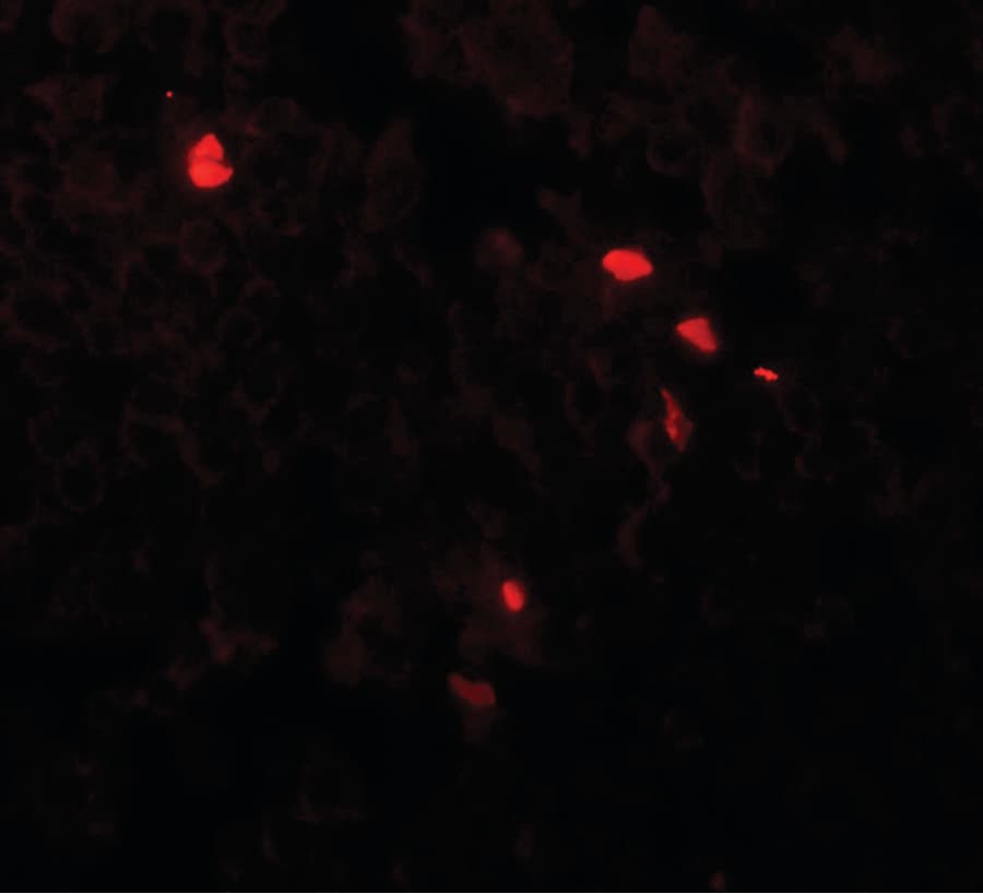 IHC-plus™ TMEM107 Antibody