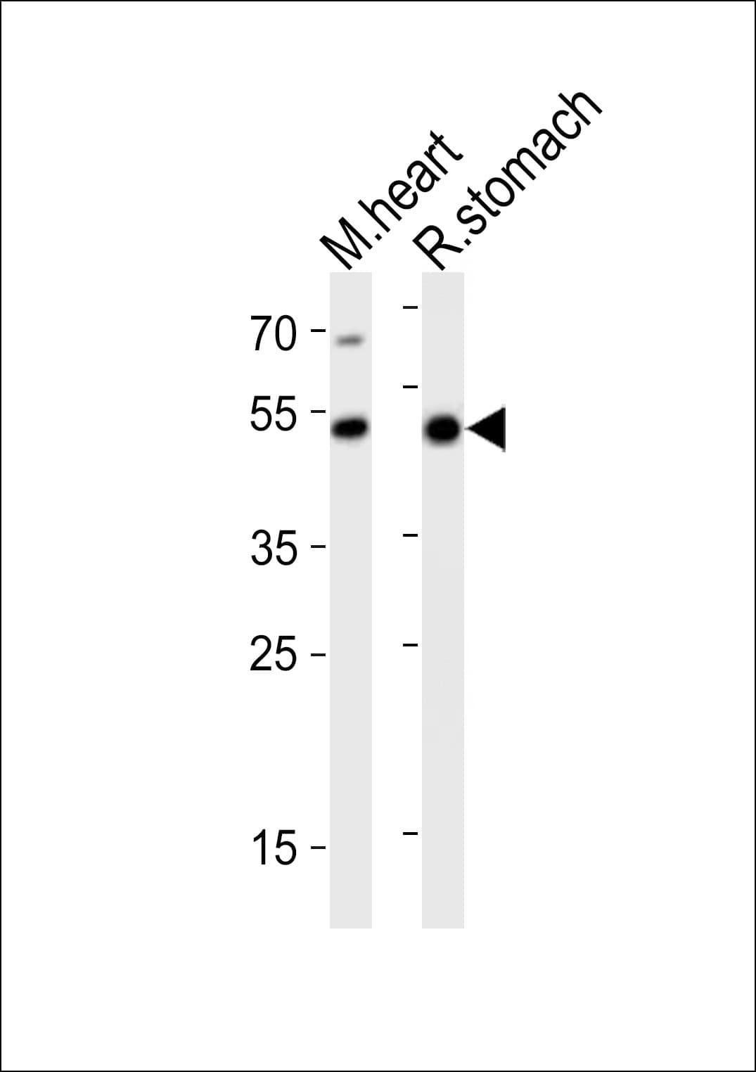 Polyclonal Rabbit anti-Mouse GATA6 Antibody (aa544-577, WB)