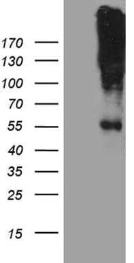 CHRNA5 Antibody (aa33-71, clone OTI8H10, Carrier-free)