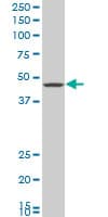 GNAI2 Antibody (clone 3G11)