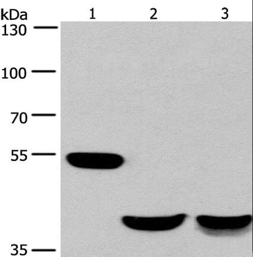 Polyclonal Rabbit anti-Human IK3-1 / CABLES1 Antibody (WB)