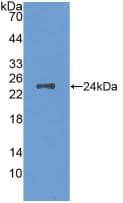 CSF1 / MCSF Antibody (aa33-204, Biotin)
