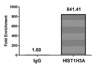 HIST1H3A Antibody