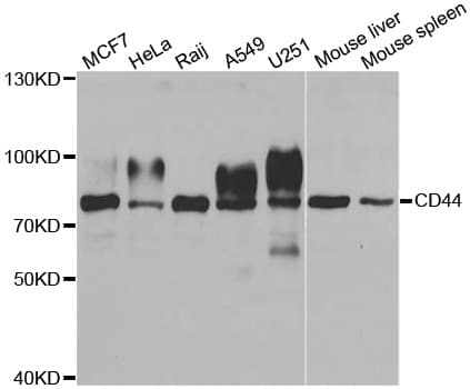 CD44 Antibody