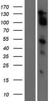 MAML2 Protein (Over-Expression Lysate Myc-DDK (Flag))