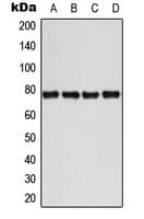 ETK / BMX Antibody (phospho-Tyr40)