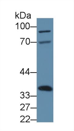 ANXA4 / Annexin IV Antibody (aa151-313)