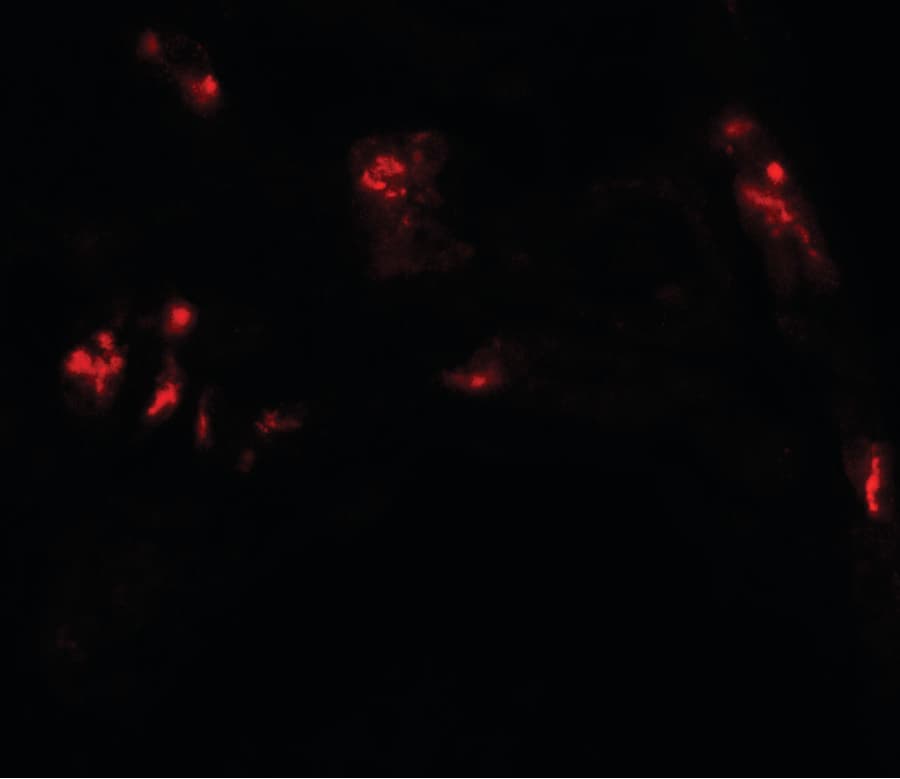 DBX1 Antibody