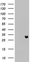 Monoclonal Mouse anti-Human KLK8 / Kallikrein 8 Antibody (clone OTI6F2, aa33-260, WB)