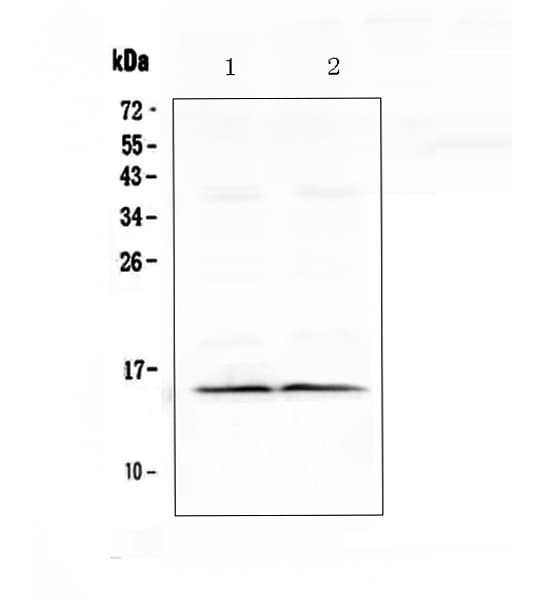 FABP3 / H-FABP Antibody