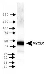 Polyclonal Rabbit anti-Human MYOD / MYOD1 Antibody (aa1-150, IF, WB)