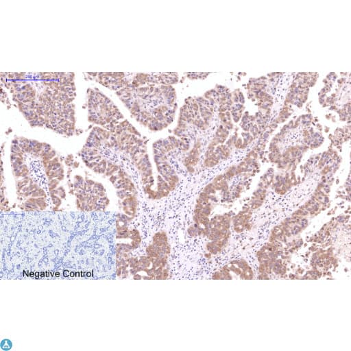 CST3 / Cystatin C Antibody