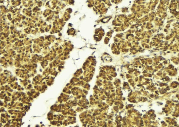 TRAF6 Antibody
