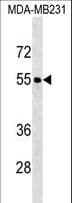 FOXQ1 Antibody (aa263-292)