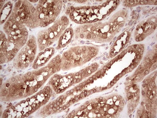 WIBG Antibody (clone OTI5E2, Carrier-free)